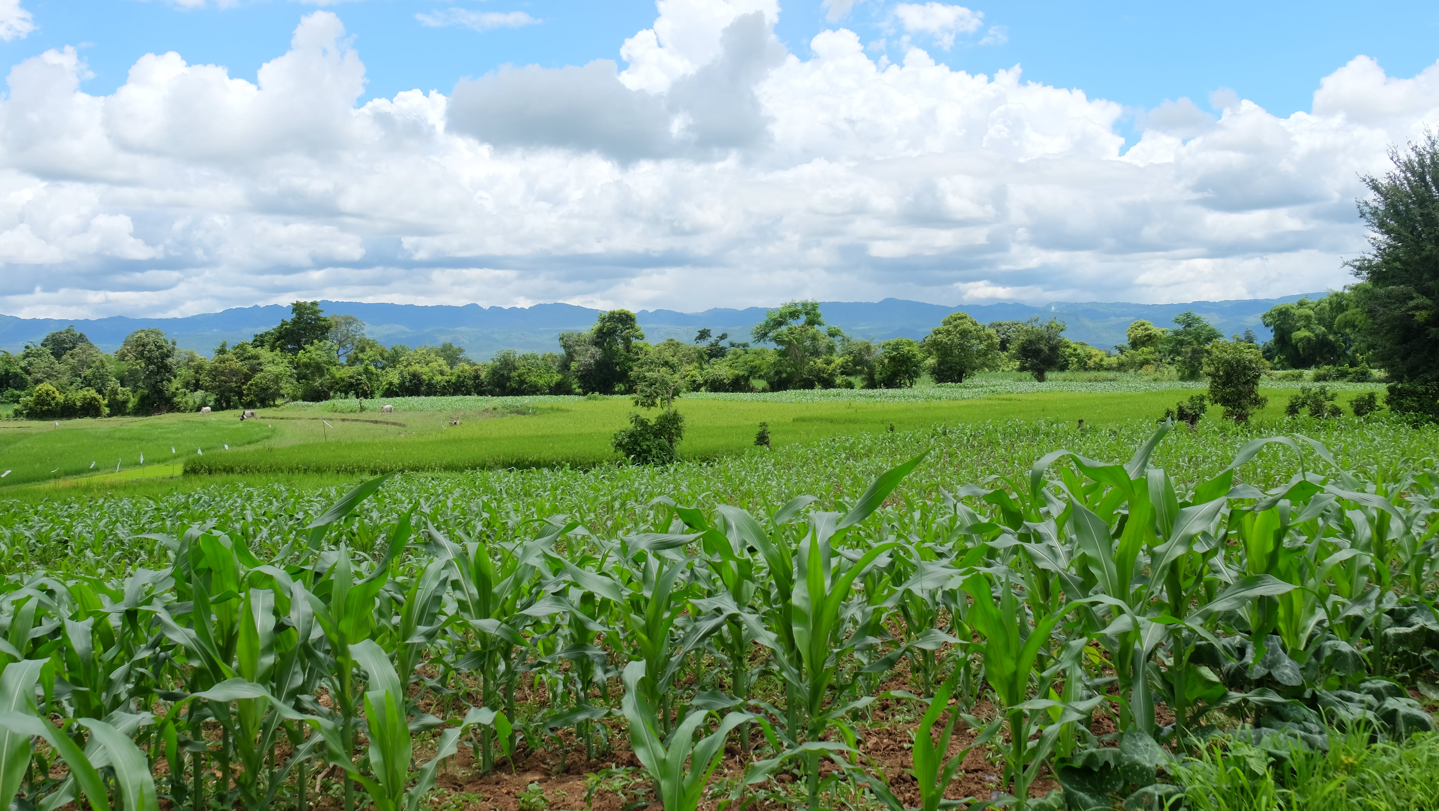 inle to thale Oo trekking 1